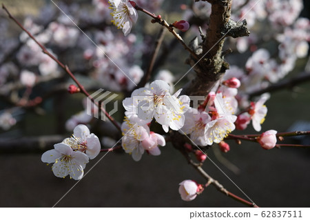 plum	 62837511