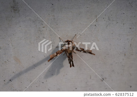 Okamoto thorns leek 62837512