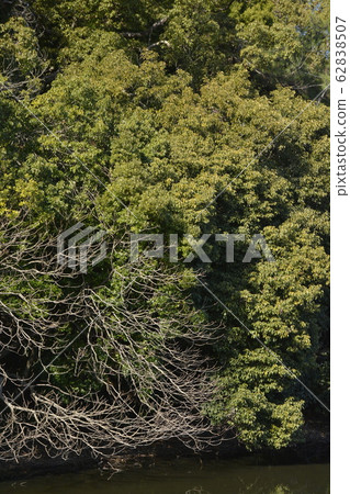 [Osaka Prefecture Sakai City] World Heritage Mozu Bird Burial Mounds 62838507