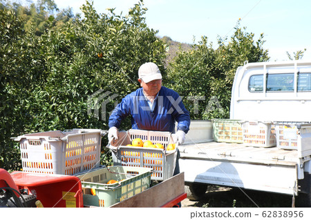 Dekopon Harvesting Senior Men Light Truck NO.2 Dekopon Harvesting Senior Men Light Truck NO.2 62838956