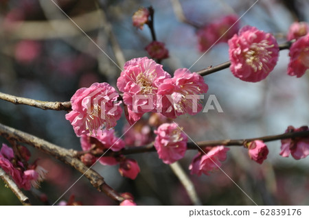 Kitano Tenmangu beautiful red plum Kitano Tenmangu beautiful red plum 62839176