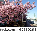 Kawazu cherry blossoms along the canal 62839294