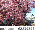 Kawazu Sakura 2 along the canal 62839295