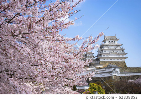 Sakura Himeji castle 62839852
