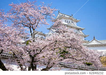 Sakura Himeji castle 62840232