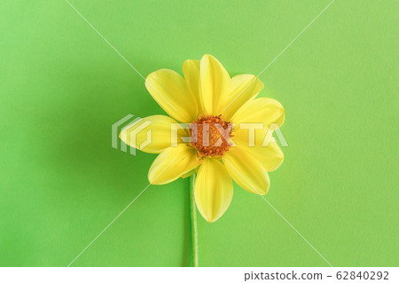 One fresh natural yellow flower on green One fresh natural yellow flower on green 62840292