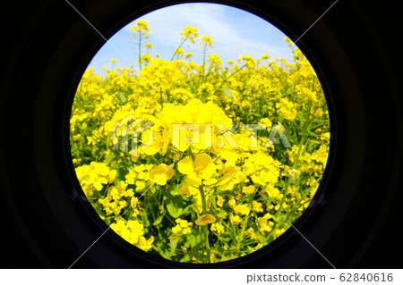 Shinshu Iiyama rape field 62840616