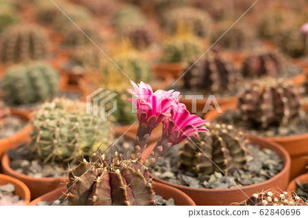 Close up small cactus with pink flowers on cacti blur background. 62840696