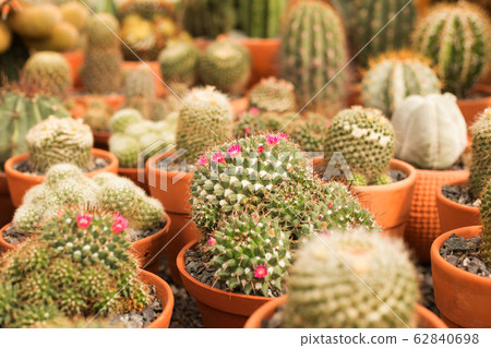 Close up variety small cacti blur background. 62840698