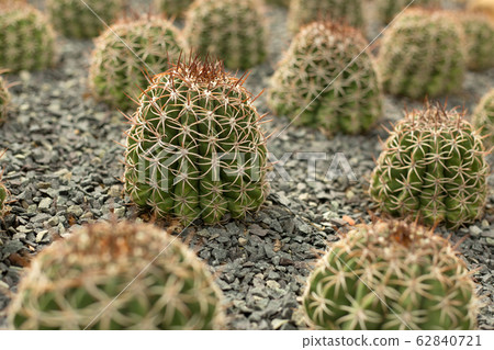 Green cacti field on blur background. Green cacti field on blur background. 62840721