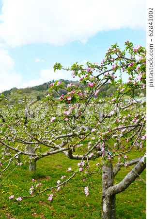 Shinshu Spring Apple Field Shinshu Spring Apple Field 62841002