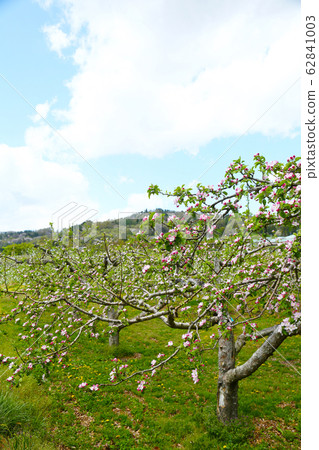 Shinshu Spring Apple Field Shinshu Spring Apple Field 62841003