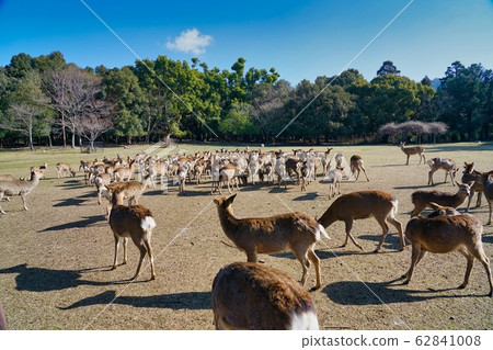 Deer gathering in Nara Park and Hibino early in the winter morning Deer gathering in Nara Park and Hibino early in the winter morning 62841008