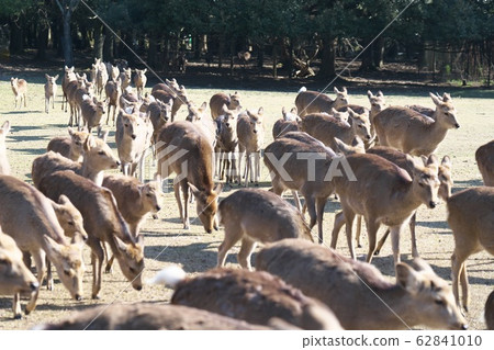 Deer gathering in Nara Park and Hibino early in the winter morning Deer gathering in Nara Park and Hibino early in the winter morning 62841010