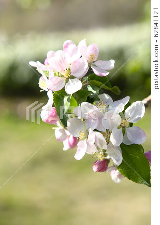 Shinshu apple blossoms 62841121