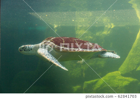 Underwater turtle swimming. Sea turtle close up over coral reef under sea. Green sea turtle swimming above a coral reef. Green Sea Turtle Cruising in the warm waters of the Pacific Ocean. Underwater turtle swimming. Sea turtle close up over coral reef under sea. Green sea turtle swimming above a coral reef. Green Sea Turtle Cruising in the warm waters of the Pacific Ocean. 62841703
