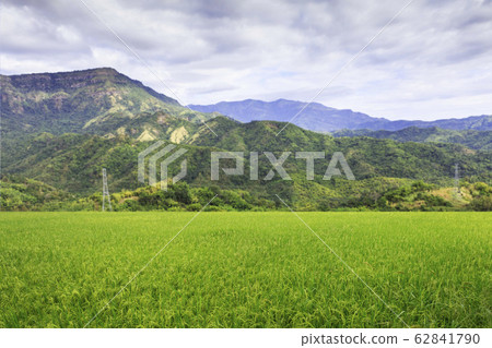 Field of green wheat and mountain 62841790