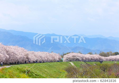 Shinshu Obuse Yaezakura Namiki Shinshu Obuse Yaezakura Namiki 62841816