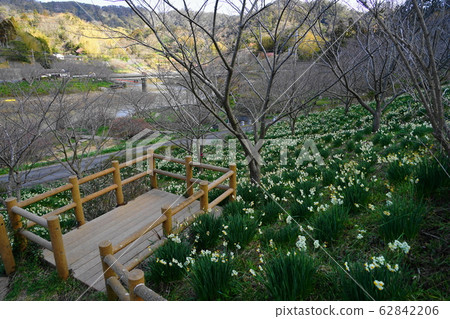 February Kyonan 75 Narcissus Garden/Sakuma Dam Lake Water Park February Kyonan 75 Narcissus Garden/Sakuma Dam Lake Water Park 62842206
