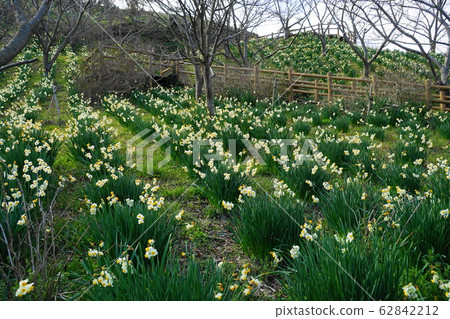February Kosaminami 70 Daffodien Garden / Sakuma Dam Lake Water Park 62842212