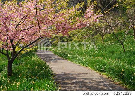 February: Yoritomo Sakura, Sakuma Dam Dam Lake Park 62842223