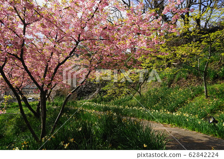 February Sakura, Sakuma Dam Dam Lake Water Park 62842224