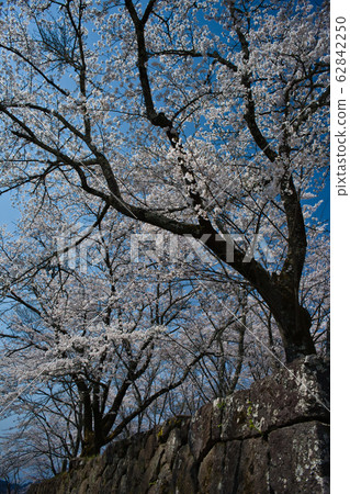 Cherry blossoms and walls 62842250