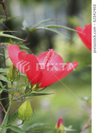 Bright red maple flowers Bright red maple flowers 62842468