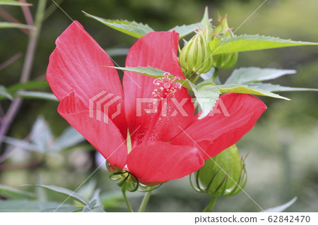 Bright red maple flowers Bright red maple flowers 62842470