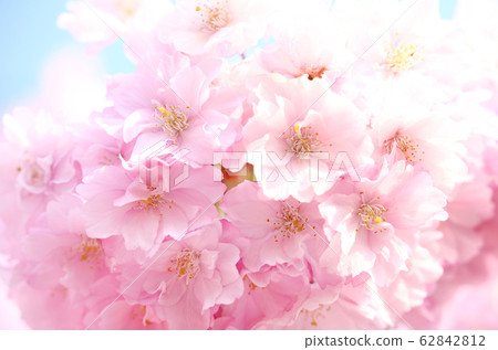 Beni noodlesakura Beni noodlesakura 62842812