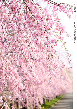Kitakata Nicchusen Weeping Cherry Blossom Trees Kitakata Nicchusen Weeping Cherry Blossom Trees 62842814