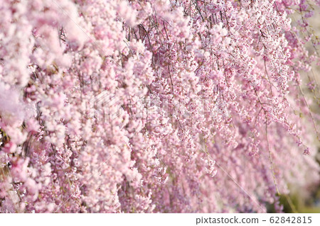 Beni noodlesakura 62842815