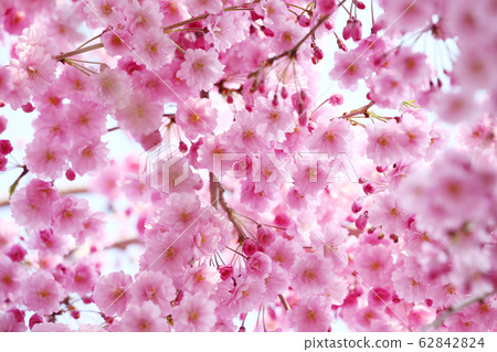 Beni noodlesakura 62842824