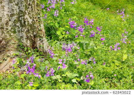 Shokatsusai Shokatsusai 62843022