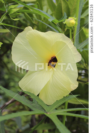 Yellow flower Yellow flower 62843116