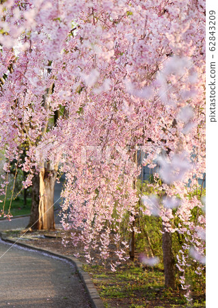 Kitakata Nicchusen Weeping Cherry Blossom Trees 62843209