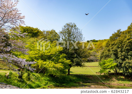 Spring season Clear blue sky and cherry blossom season Fresh green landscape Japan Spring season Clear blue sky and cherry blossom season Fresh green landscape Japan 62843217