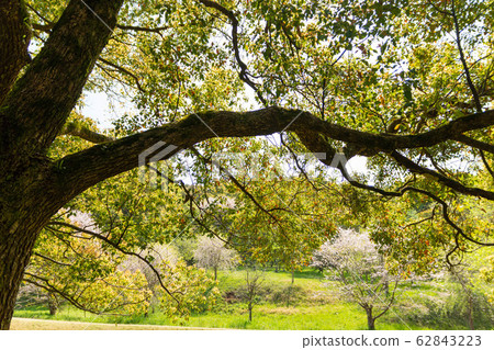 The season when cherry blossoms bloom in the most beautiful blue sky Fresh green landscape Japan The season when cherry blossoms bloom in the most beautiful blue sky Fresh green landscape Japan 62843223