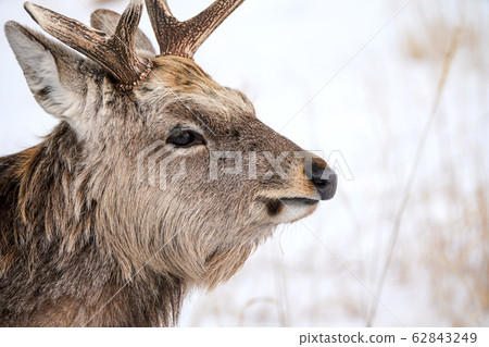 Ezo deer 62843249