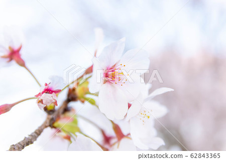 Cherry blossom season Cherry blossom close-up photo Cherry blossom season in Japan Cherry blossom season Cherry blossom close-up photo Cherry blossom season in Japan 62843365