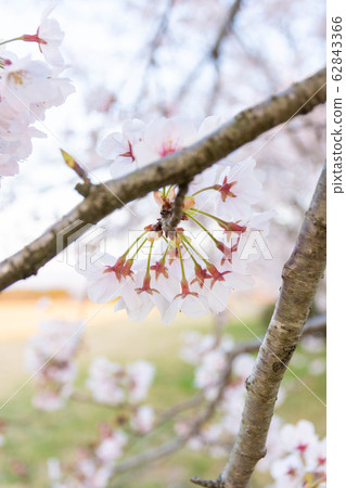 Cherry blossom season Cherry blossom close-up photo Cherry blossom season in Japan 62843366