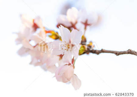 Cherry blossom season Cherry blossom close-up photo Cherry blossom season in Japan Cherry blossom season Cherry blossom close-up photo Cherry blossom season in Japan 62843370