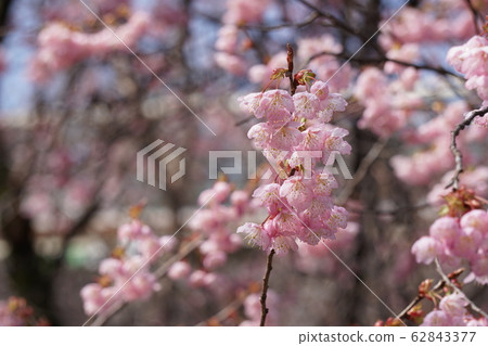 松本櫻花 62843377