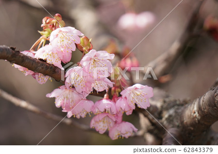 Matsumoto A cherry tree 62843379