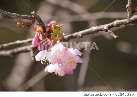 Matsumoto A cherry tree 62843380