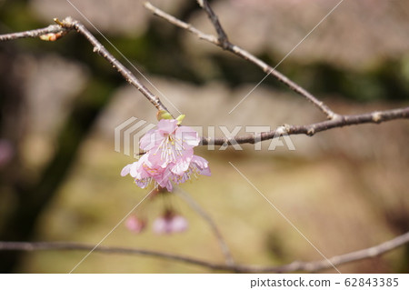 松本櫻花 62843385