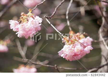 Matsumoto A cherry tree 62843442