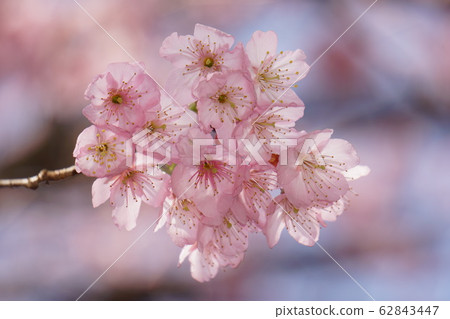 Matsumoto A cherry tree 62843447