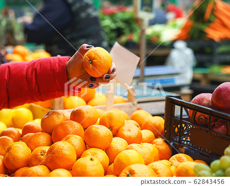 Female choosing the best orange at the green market or farmer's market. 62843456