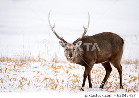 一隻梅花鹿 62843457